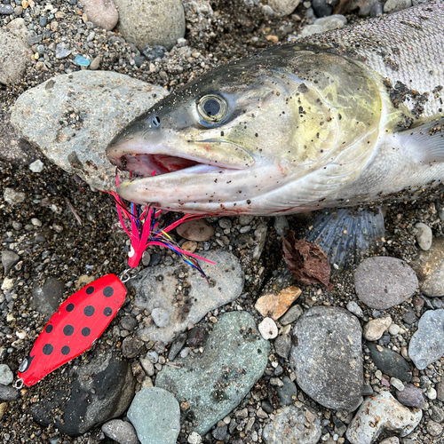 アキアジの釣果