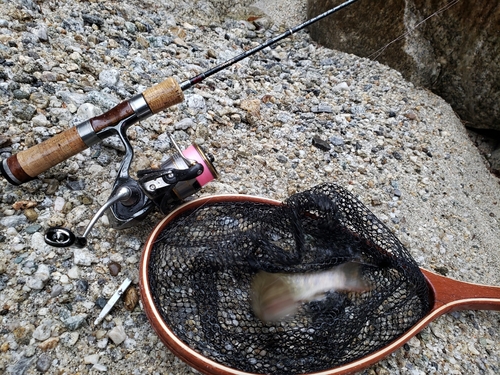 イワナの釣果