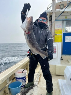 タラの釣果