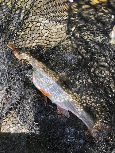 ウグイの釣果