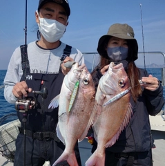 マダイの釣果