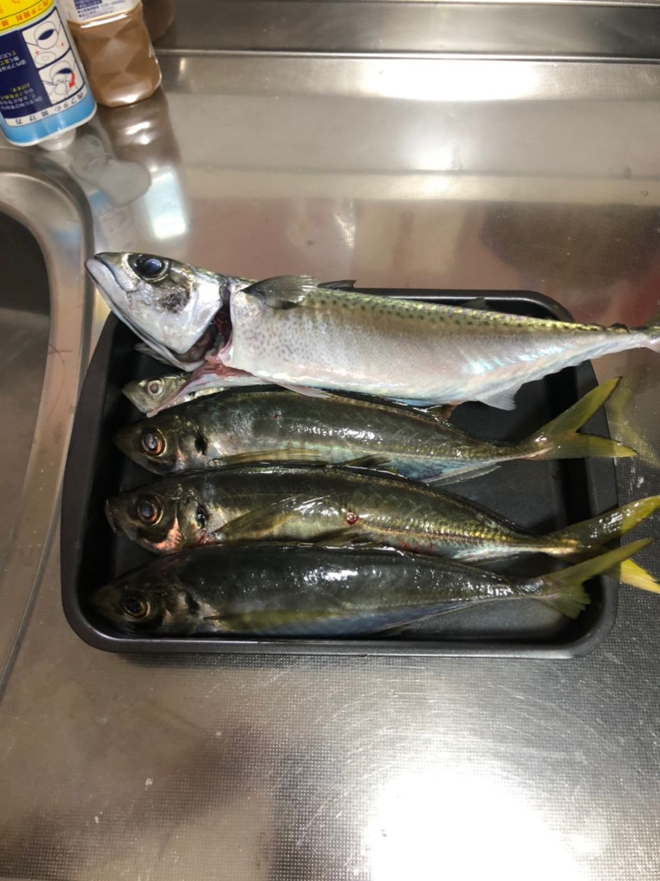 Dの男さんの釣果 2枚目の画像