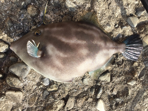 ウマヅラハギの釣果