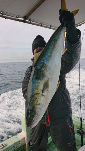 ブリの釣果