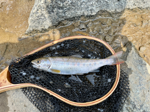 ヤマメの釣果