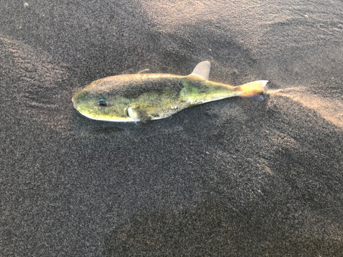 シロサバフグの釣果