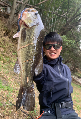 ブラックバスの釣果