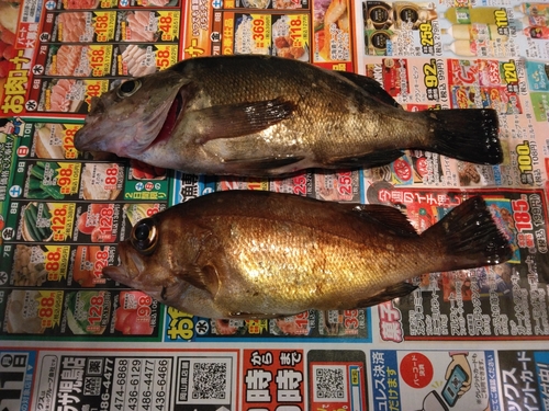 クロメバルの釣果