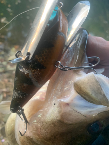 ブラックバスの釣果