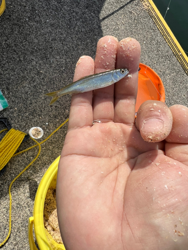 オイカワの釣果