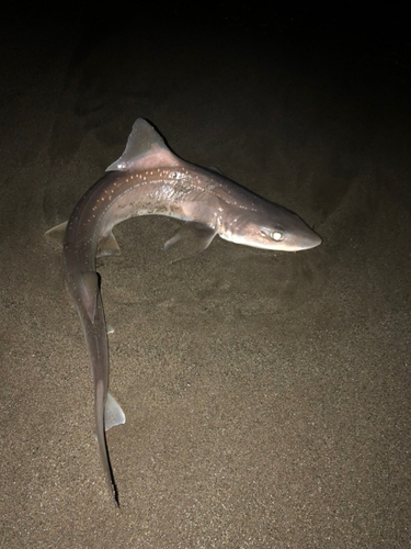 ホシザメの釣果