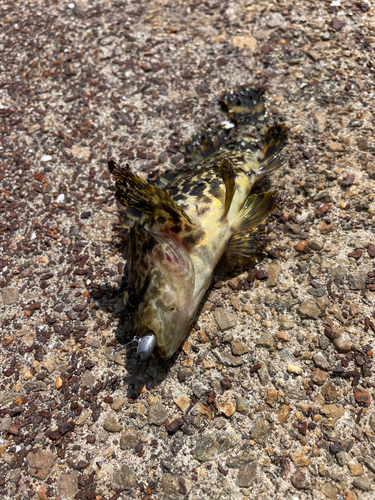 タケノコメバルの釣果