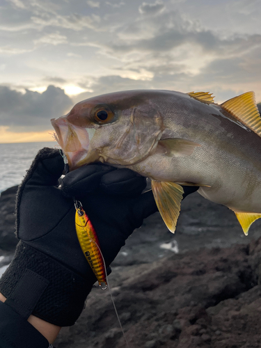 ショゴの釣果