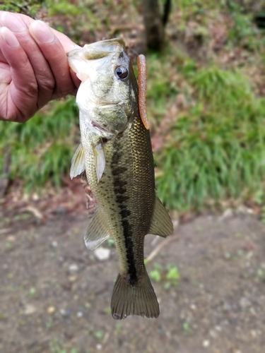 ラージマウスバスの釣果