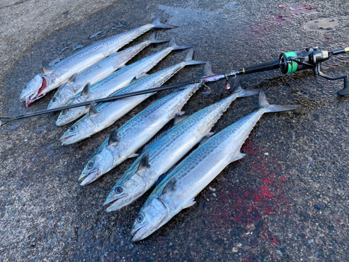 サゴシの釣果