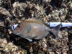 サンノジの釣果