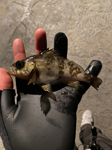 アカメバルの釣果