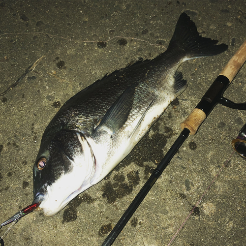 チヌの釣果