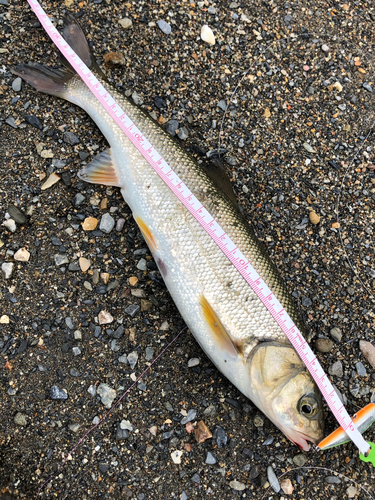 ウグイの釣果