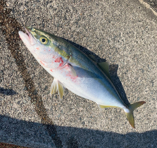 ハマチの釣果