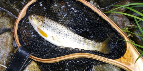 ブラウントラウトの釣果