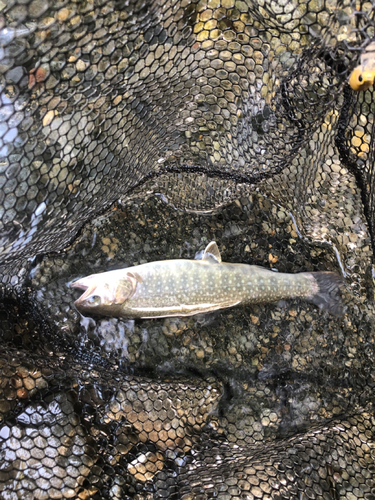 イワナの釣果