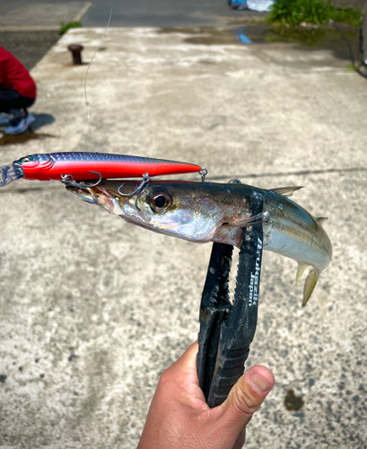 カマスの釣果