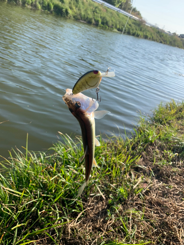 ハスの釣果