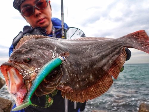 ヒラメの釣果