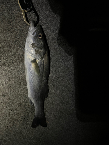 ワラサの釣果