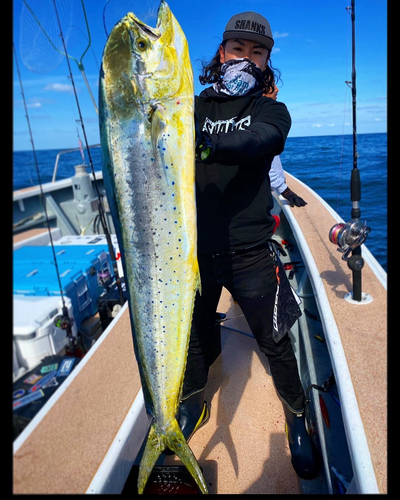 シイラの釣果