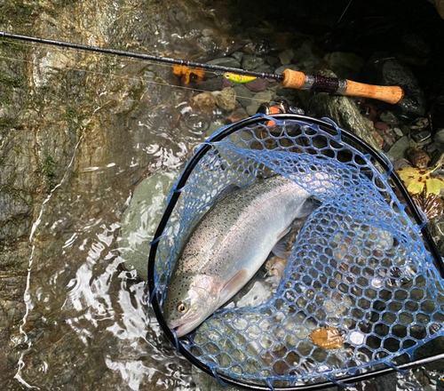 レインボートラウトの釣果