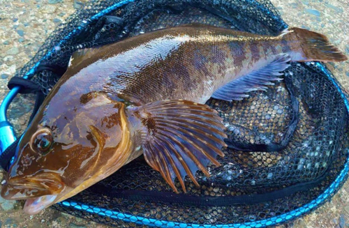 アイナメの釣果