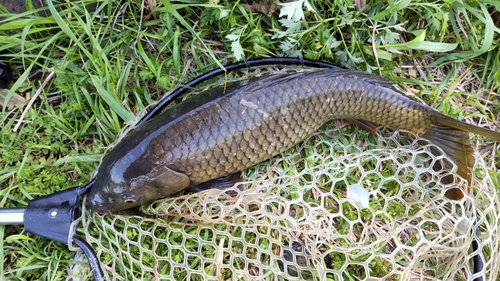 コイの釣果