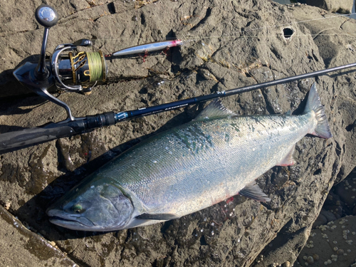 サクラマスの釣果