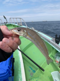 シロギスの釣果