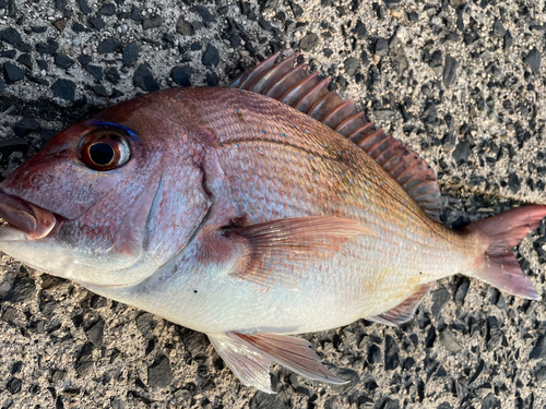 マダイの釣果