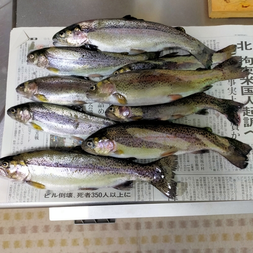 ニジマスの釣果