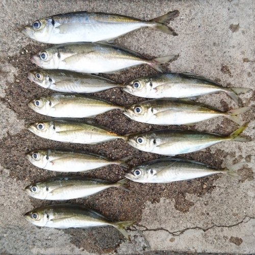 アジの釣果