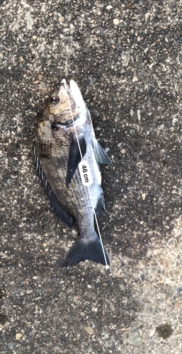 クロダイの釣果