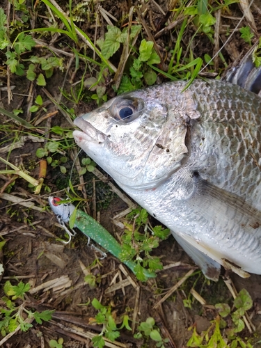 キビレの釣果