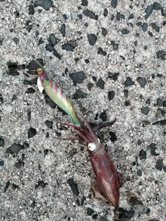 ヤリイカの釣果