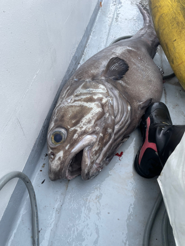 ムネダラの釣果