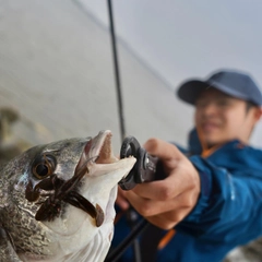 キチヌの釣果