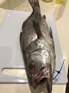 クログチの釣果