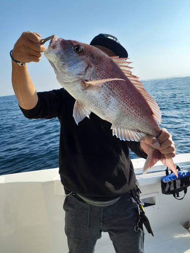 マダイの釣果