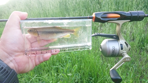 カワムツの釣果