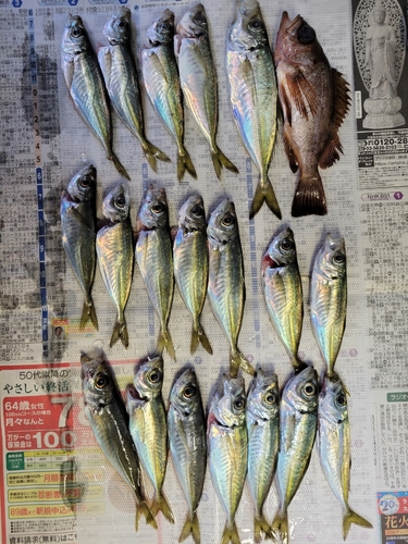 アジの釣果