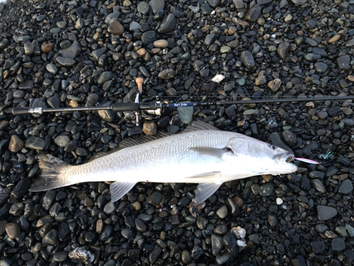 オオニベの釣果