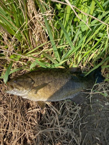 スモールマウスバスの釣果